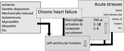 Heart Failure Relapses in Response to Acute Stresses – Role of Immunological and Inflammatory Pathways